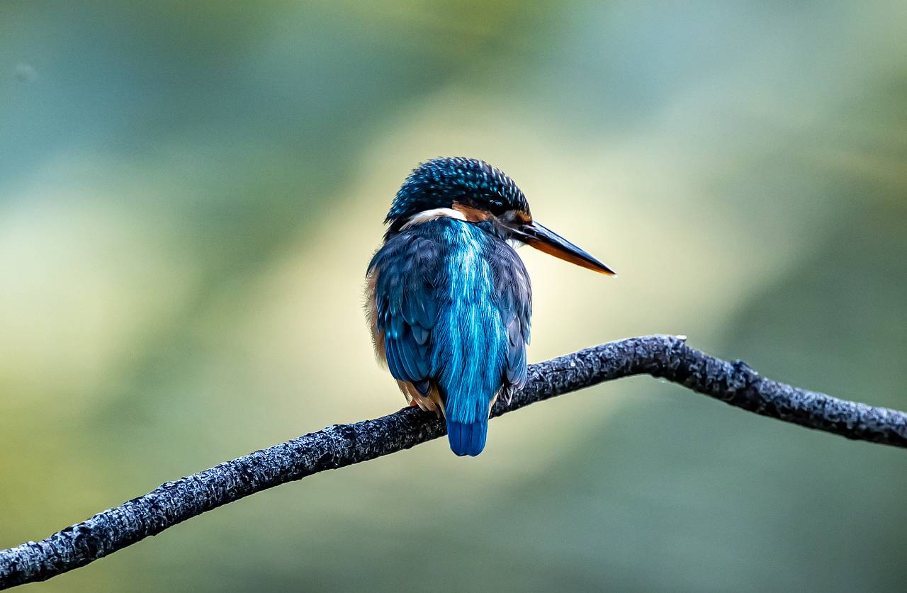 Naturcoaching Ausbildung Eisvogel