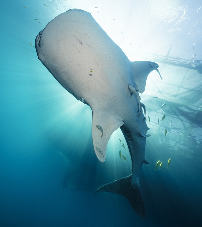 Mozambique - Herbst 2026