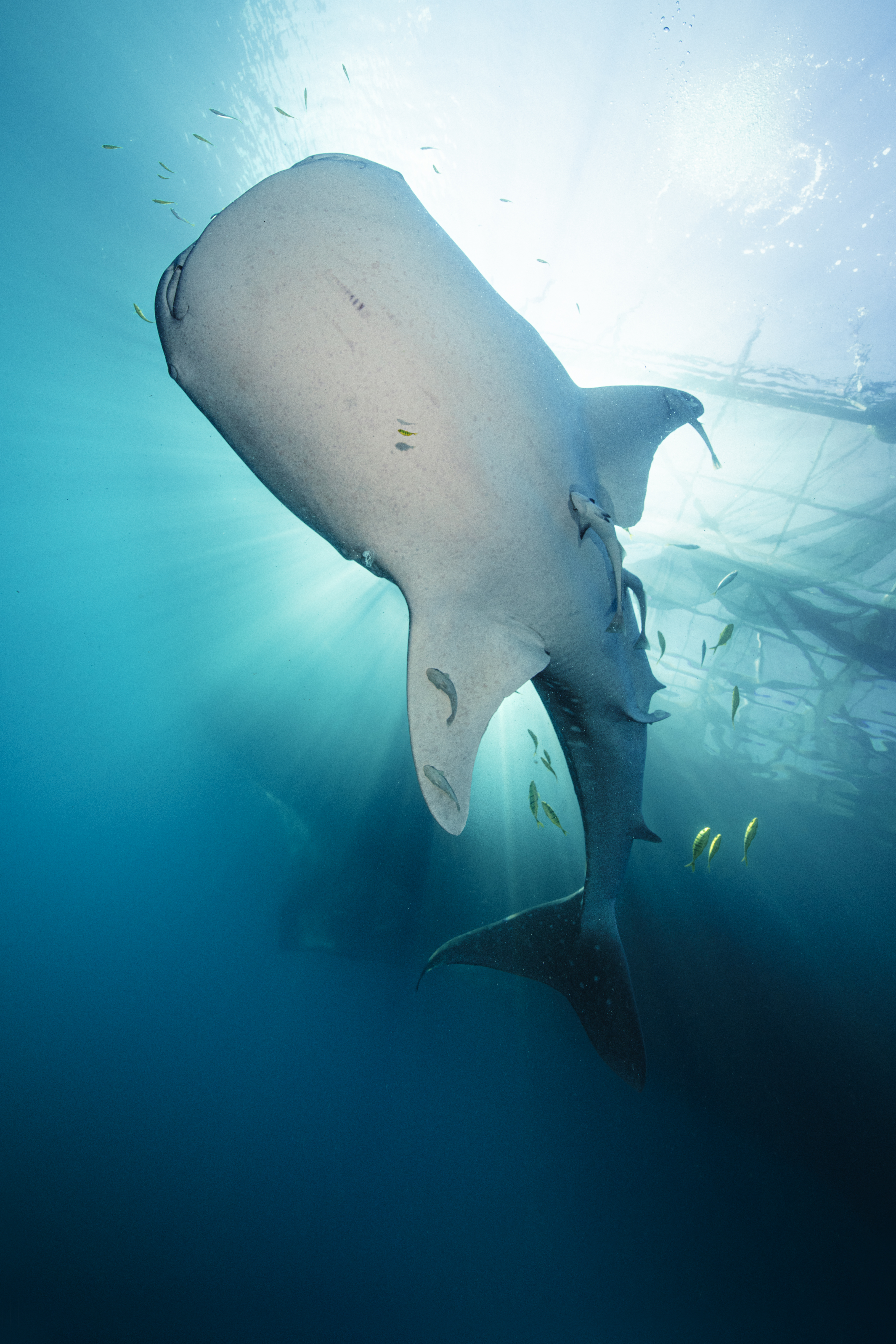 Vortrag Whaleshark | DO 26.03.2026