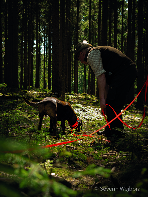 Schweißhundeseminar für alle Jagdhunderassen ab dem 1.Lebensjahr - für Anfänger und Fortgeschrittene