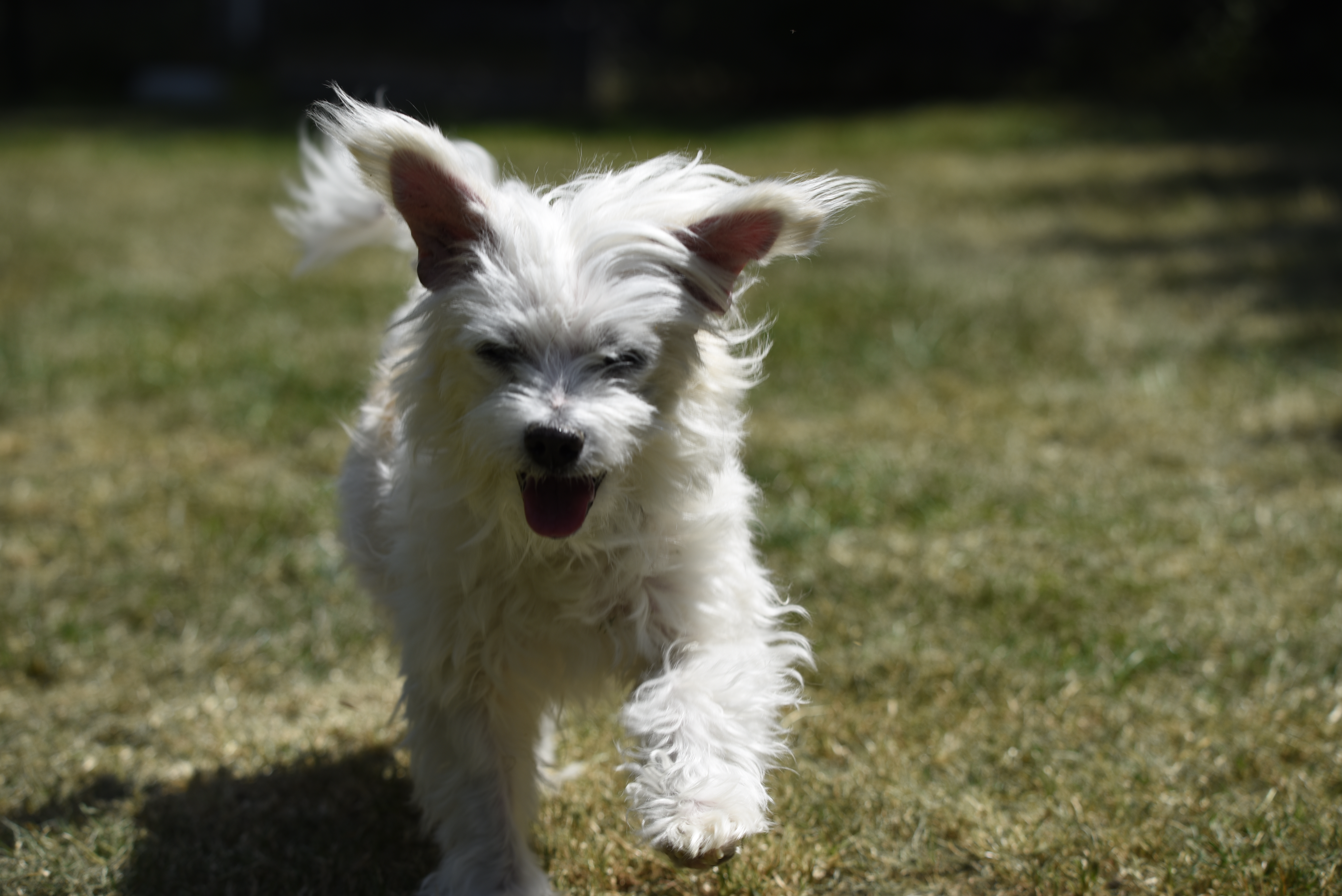 Umgang mit dem Hund in der Stiftung TRD (Feb. 2026)