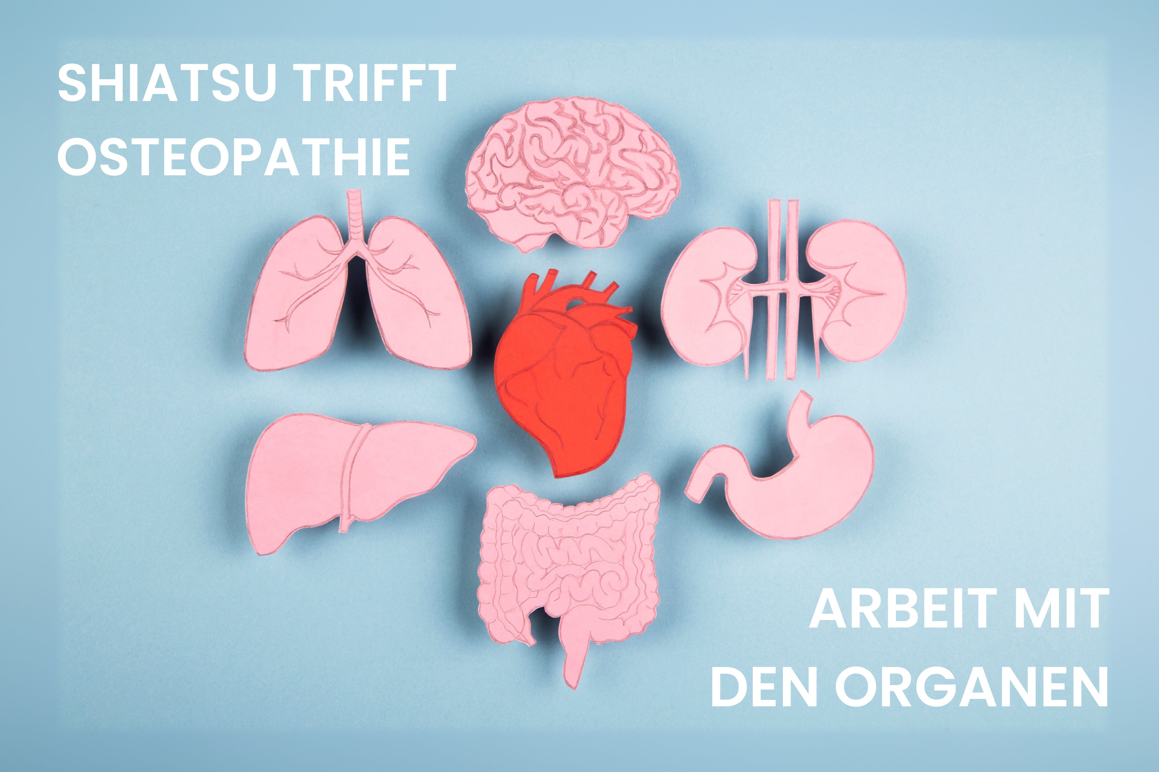 Shiatsu trifft Osteopathie - Arbeit mit den Organen, Start 19.6.26