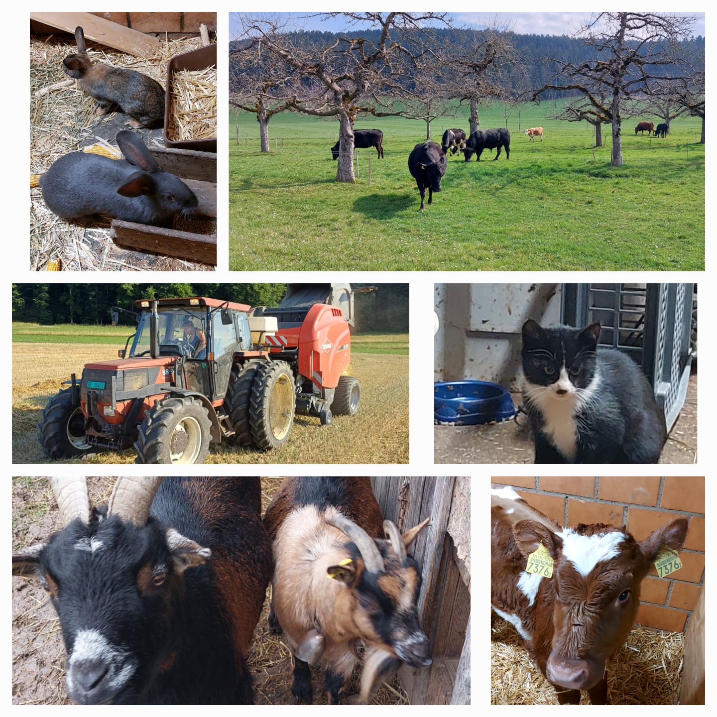 Übernachten auf dem Bauernhof