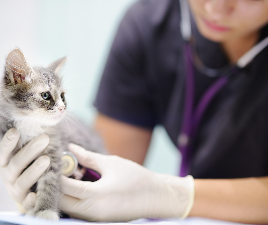 Tierheilpraktiker Naturheilkunde