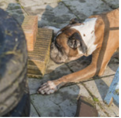 SchaSu mit Anja Mi Kyburg